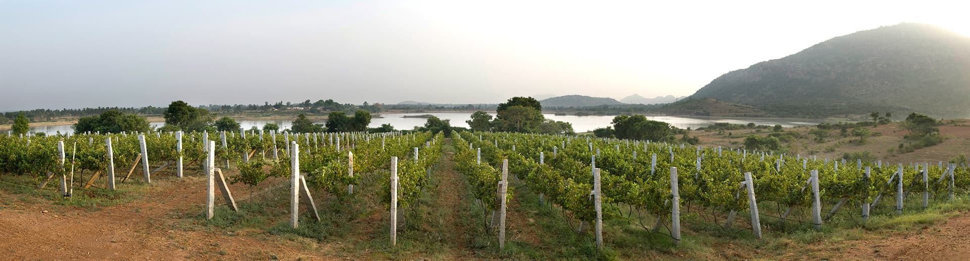 Vineyards at Nandi Hills outside of Bangalore, Karnataka, India, is one of the most well respected and reviewed wineries emerging in India.