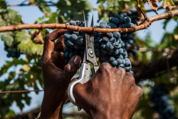 Vineyards at Nandi Hills outside of Bangalore, Karnataka, India, is one of the most well respected and reviewed wineries emerging in India.